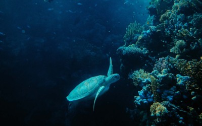 The New Oceanographers